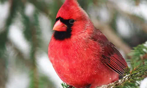A vibrant red Northern Cardinal with a crest sits on a tree branch surrounded by green pine needles, with a blurred snowy background.