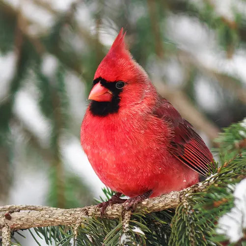 A vibrant red Northern Cardinal with a crest sits on a tree branch surrounded by green pine needles, with a blurred snowy background.