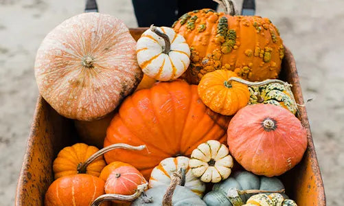 A person in a teal shirt pushes a wheelbarrow filled with a variety of colorful pumpkins and gourds, including orange, green, white, and bumpy textured ones.