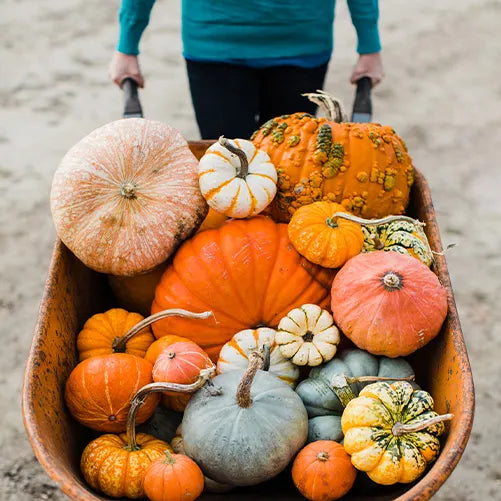 A person in a teal shirt pushes a wheelbarrow filled with a variety of colorful pumpkins and gourds, including orange, green, white, and bumpy textured ones.