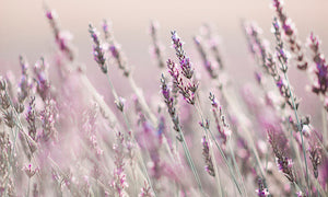 Close-up of blooming lavender flowers in a field, with soft focus and pastel shades of purple and green, creating a dreamy, serene atmosphere under natural daylight.