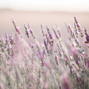 Close-up of blooming lavender flowers in a field, with soft focus and pastel shades of purple and green, creating a dreamy, serene atmosphere under natural daylight.