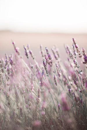 Lavender Fields