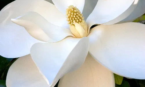Close-up of a white magnolia flower in bloom, showing its large, smooth petals and prominent yellow center, surrounded by green leaves in the background.