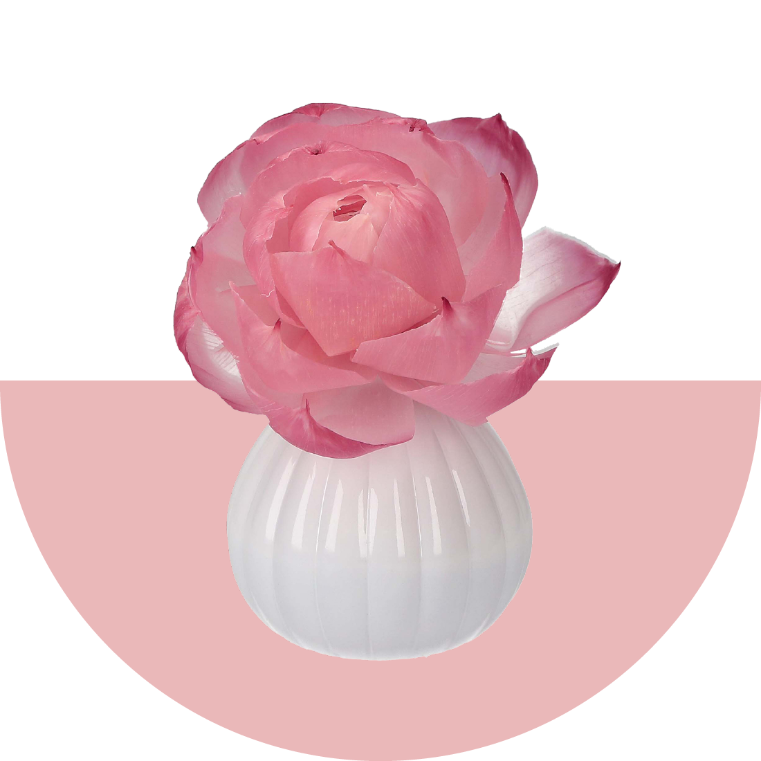 Sweet Grace Flower Diffuser on a pink half circle background