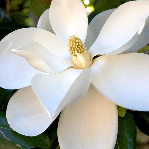 Close-up of a blooming white magnolia flower with large, smooth petals and a central yellow cone-shaped stamen, surrounded by green leaves in the background.